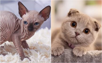 ¿Un país sin gatos esfinge ni Scottish Fold? Esta nación los prohibirá a partir del 2026