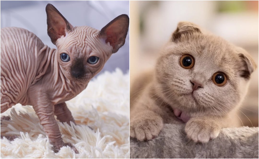 Los gatos esfinge y fold escocés quedarán prohibidos en este país a partir del 2026. Foto: Purina y Shutterstock