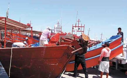 Van por 25 mil toneladas de pulpo; sector pesquero yucateco planea retornar al mercado europeo