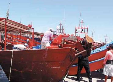 Van por 25 mil toneladas de pulpo; sector pesquero yucateco planea retornar al mercado europeo