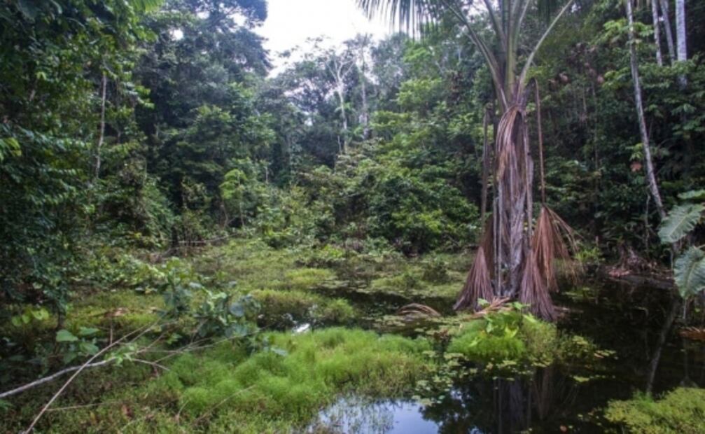 7 datos increíbles sobre el Amazonas, contados por un local