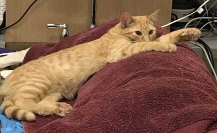 Ron, el gato callejero que da ánimos a perros y michis pacientes de hospital veterinario