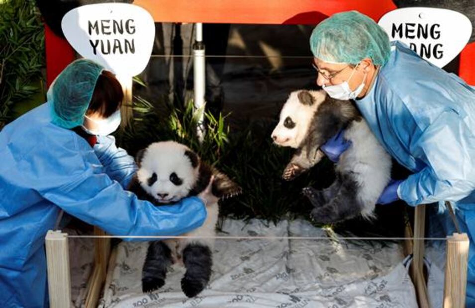 Zoológico de Berlín presenta a dos bebés pandas gemelos