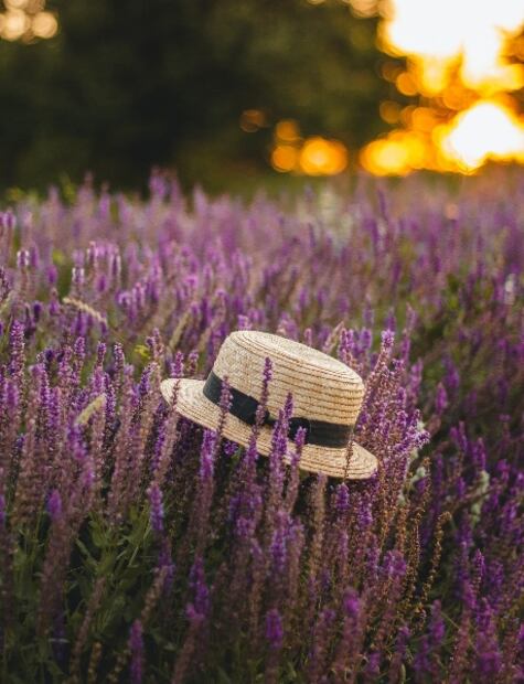 Campos de lavanda en México que puedes visitar 