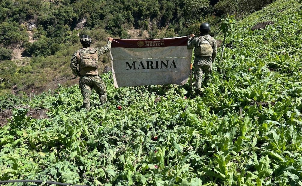 Plantíos de amapola en Nayarit. Foto: especial