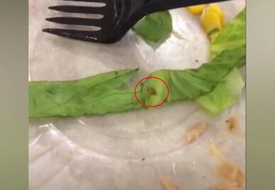 Denuncia cliente cucaracha en ensalada de Fresko