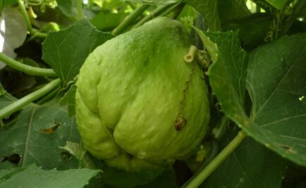 Crean en la UNAM “súper chayote” que ayuda a combatir el cáncer