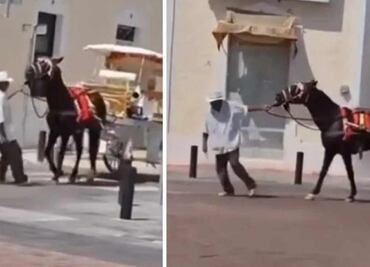 Exigen cárcel para calesero que maltrató a un caballo en Mérida