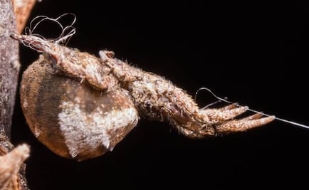 Hyptiotes cavatus, la araña que se catapulta hacia sus presas