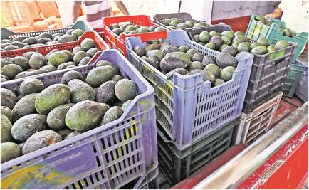 Advierten que violencia en Michoacán podría frenar exportación de aguacate