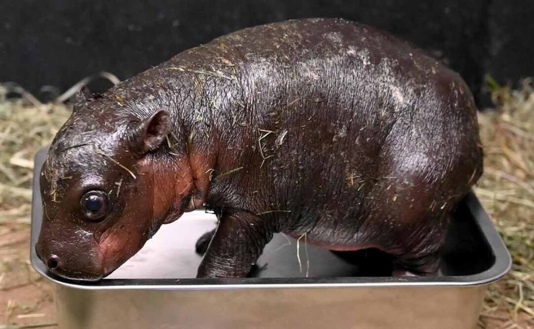 Dan bienvenida a hipopótamo pigmeo recién nacido en zoológico de Virginia. Foto: Metro Richmond Zoo