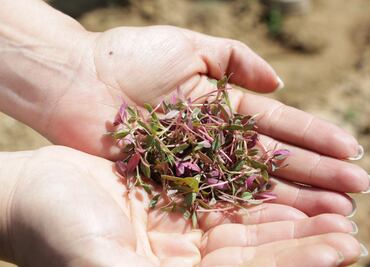 Amaranto podría bajar niveles de desnutrición en México: expertos