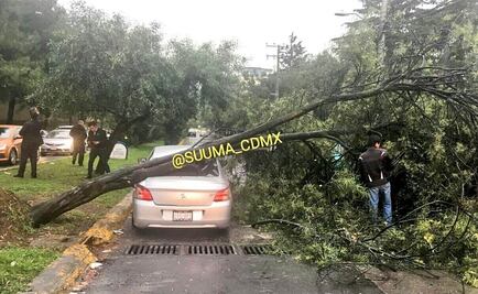 Caen dos árboles al poniente de CDMX