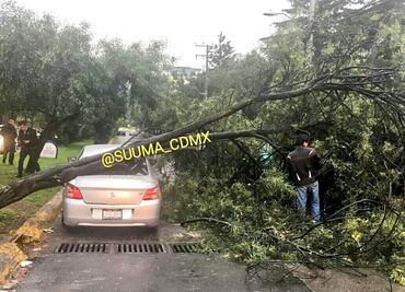 Caen dos árboles al poniente de CDMX