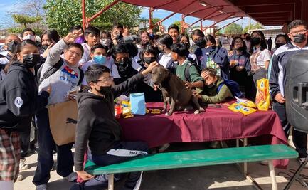 Alumnos de secundaria rescatan a perrita "Chispita" y le organizan "baby shower" en Mexicali