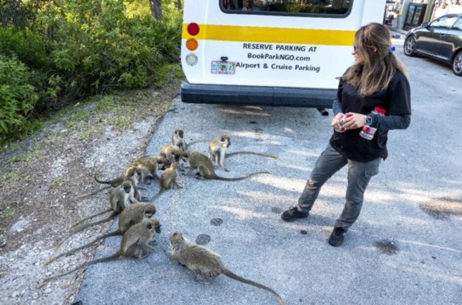 Un grupo de monos verdes causa incomodidad en estacionamiento de Florida 