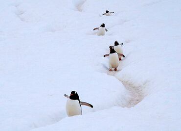 Excrementos de pingüinos y focas enriquecen la biodiversidad antártica