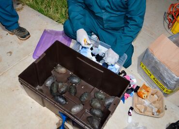 Rescatan a 774 tortugas traficadas como cosméticos; viajaron desde Edomex hasta Tijuana ocultas en calcetas