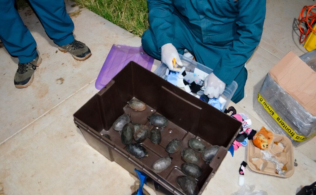 Profepa rescata a 774 tortugas traficadas desde el Edomex hasta Tijuana (14/11/2025). Foto: Especial