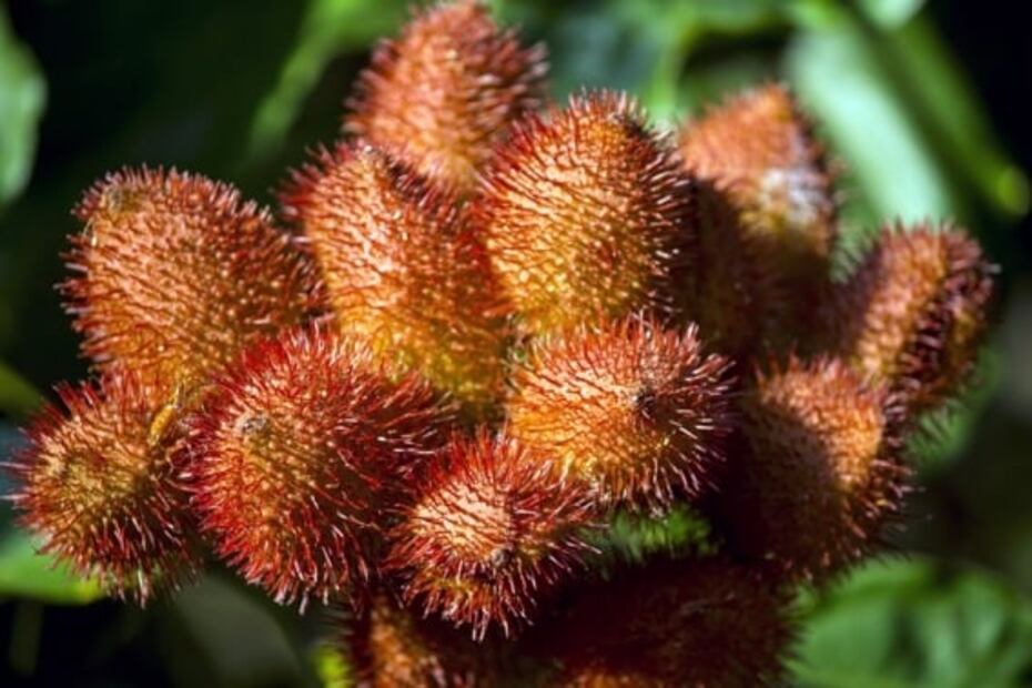 Qué es el achiote y cuáles son sus beneficios para la salud