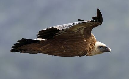 Los animales espía con los que EU buscaba vencer a la Unión Soviética 