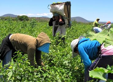 Este año, 26 mil trabajadores agrícolas mexicanos viajarán a Canadá para laborar legalmente