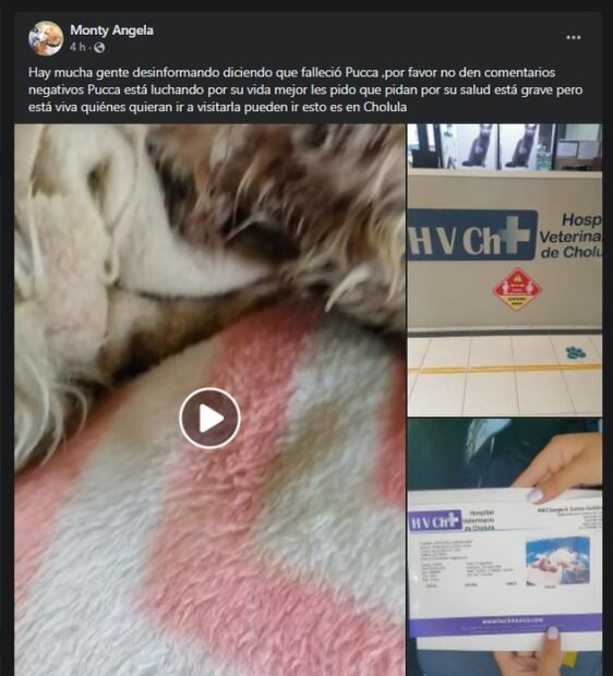 Salinas Pliego condena a empleado de CFE que presuntamente mató a perrito