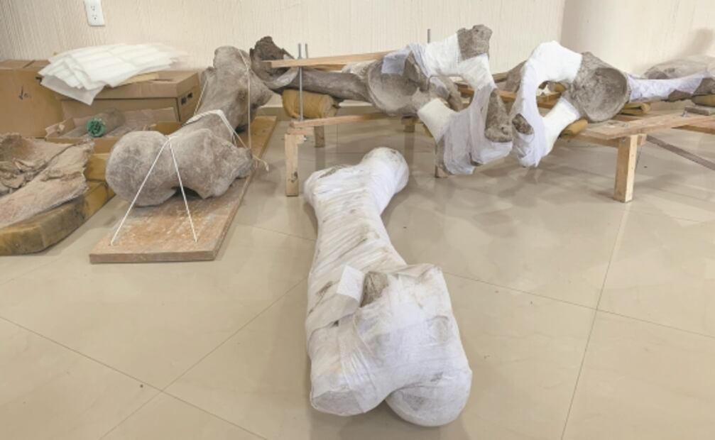 ¿Cómo se hallaron los 14 mamuts cazados hace 14 mil años en Tultepec?