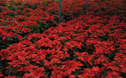 Secretaría de Medio Ambiente de CDMX invita a reciclar Nochebuenas; transforma tus plantas en composta