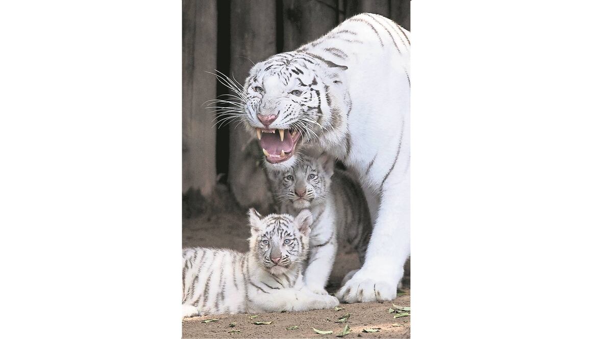 Cleo, una tigresa blanca de Bengala, con sus cachorros, en el zoo de Buenos Aires (ARCHIVO. AP)