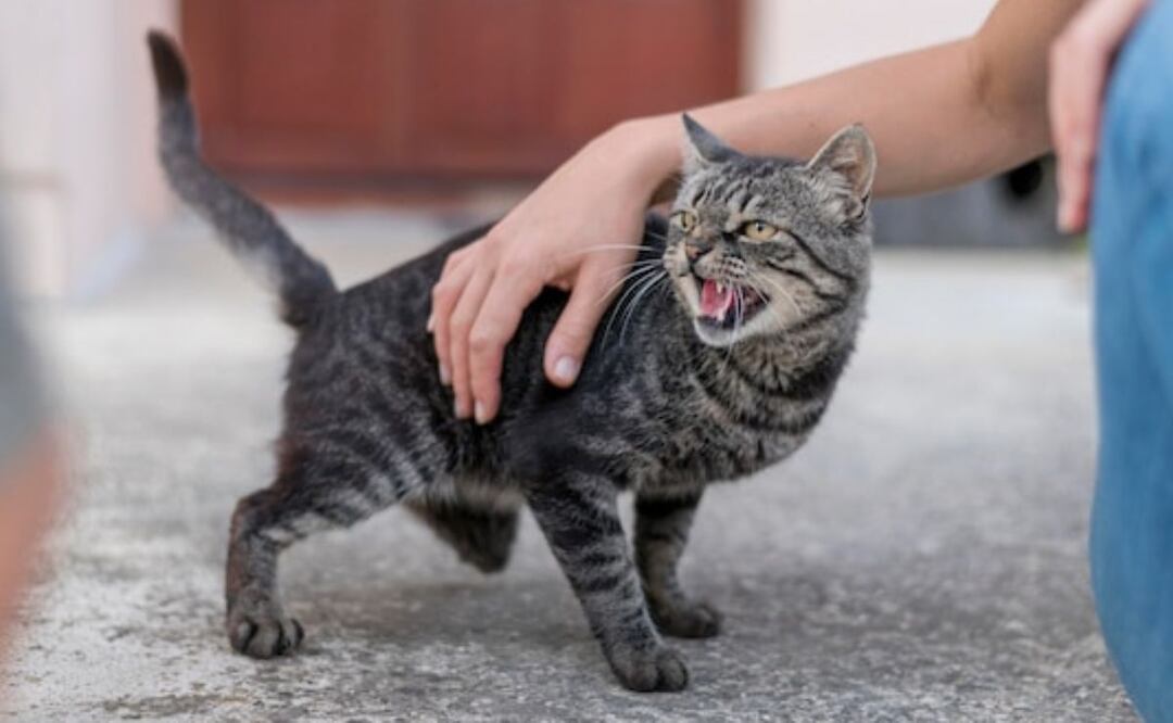 No todos los castigos son efectivos ni beneficiosos para los gatos. Fuente: Freepik