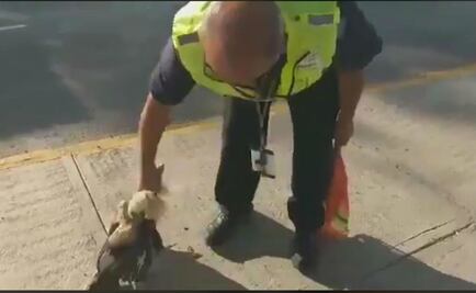 Investigan video donde agitan a gallo hasta matarlo