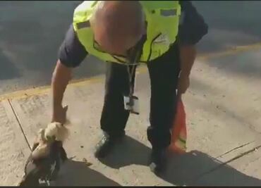 Investigan video donde agitan a gallo hasta matarlo