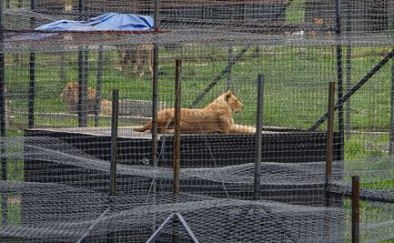 Caso Black Jaguar–White Tiger no ha acabado; presentan dos denuncias penales por maltrato