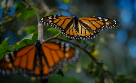 Colocan sensores a mariposas monarcas para monitorear su migración; Conanp inicia con 175 ejemplares de Edomex y Michoacán