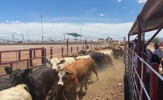 Sonora retoma exportación de ganado a Estados Unidos; reforzarán trazabilidad y vigilancia sanitaria