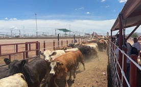Sonora retoma exportación de ganado a Estados Unidos; reforzarán trazabilidad y vigilancia sanitaria
