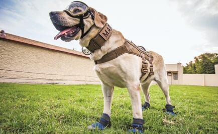 Coyoacán alista Clínica Veterinaria llamada "Frida"