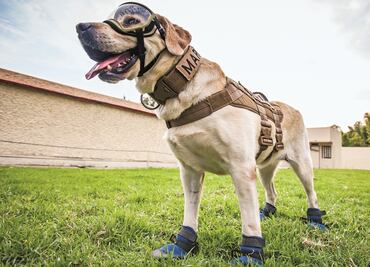 Coyoacán alista Clínica Veterinaria llamada "Frida"