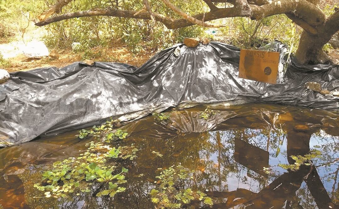 Uno de los proyectos de la asociación que preside Carlos Alberto Morales fue crear oasis en zonas erosionadas del Cerro del Fortín; gracias a los trabajos, la presencia de naturaleza ya es evidente. Fotos: CORTESÍA
