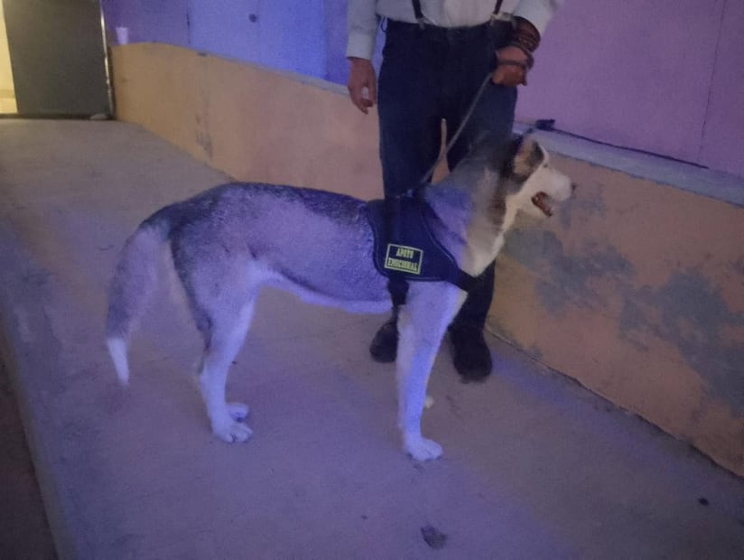 La perrita se encuentra bajo resguardo de la DABA. Foto: DABA