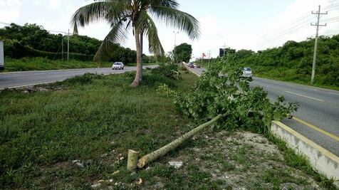Denuncian tala de 500 árboles en tramo carretero de Q.Roo