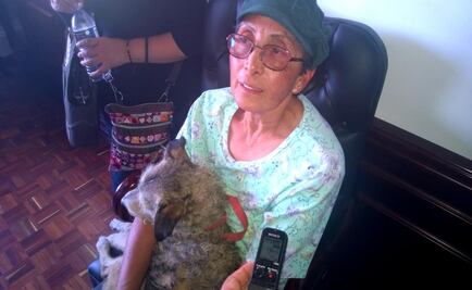 “Compran animalitos que no van a cuidar”, critica animalista