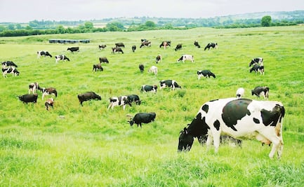 Sector lechero afectado por recortes y alza del dólar