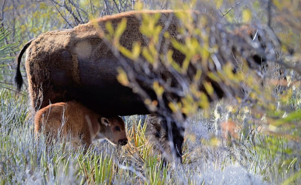 El bisonte, un motor de cambio para el ecosistema