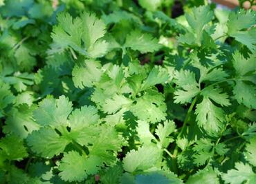 FDA bans some Mexican cilantro after feces found in fields