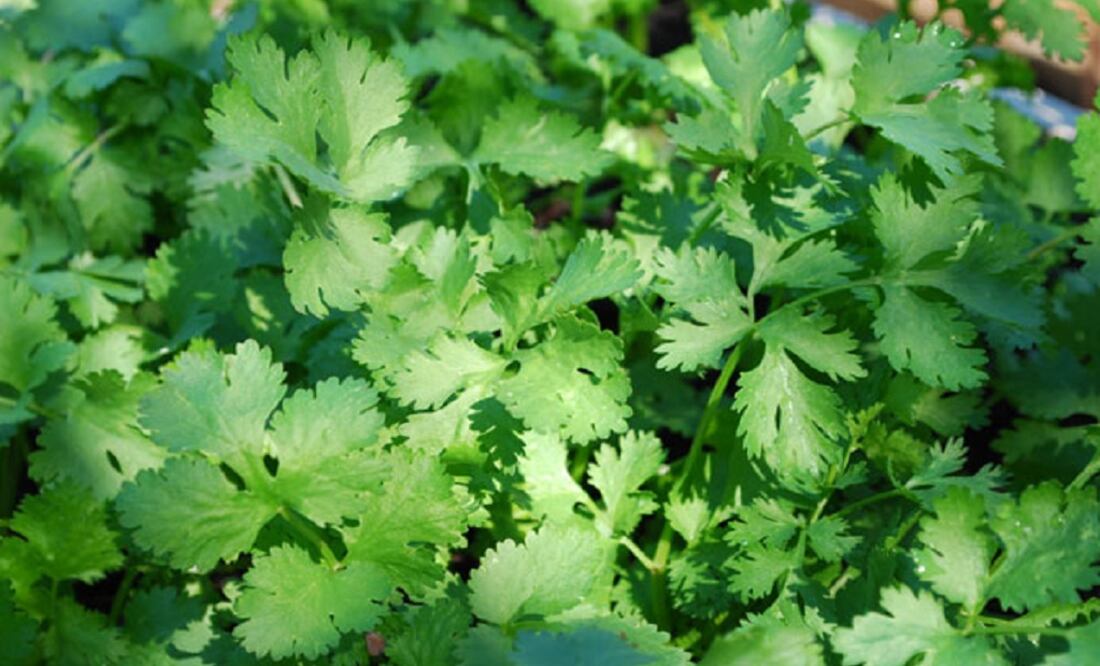 The investigation also found dirty containers that had held cilantro and, at one firm, water that tested positive for the cyclospora parasite that caused the stomach illnesses. (Photo: Special)