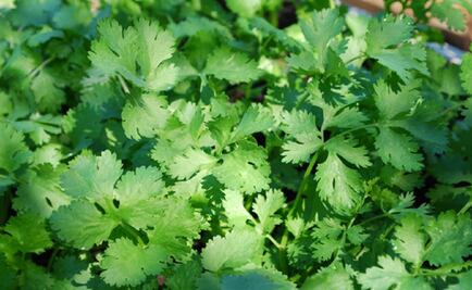 FDA bans some Mexican cilantro after feces found in fields