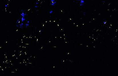 Vamos a Amecameca al Festival de las Luciérnagas 2022