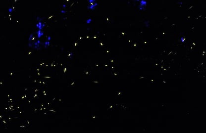 Vamos a Amecameca al Festival de las Luciérnagas 2022